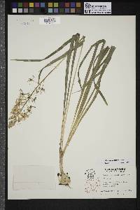 Camassia scilloides image