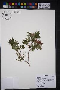 Rosa woodsii image