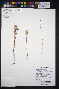 Phacelia linearis image