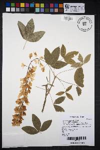 Laburnum anagyroides image