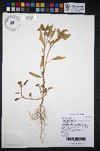 Solanum nigrum image