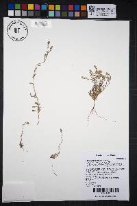 Cryptantha gracilis image