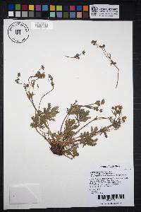 Potentilla pulcherrima image