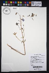 Delphinium nuttallianum image