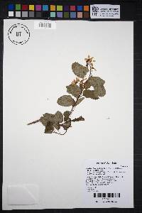 Amelanchier alnifolia image