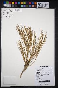 Ephedra viridis image