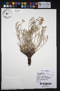 Lomatium nuttallii image