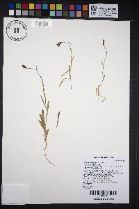 Campanula parryi image