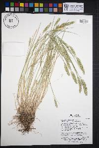 Agropyron cristatum image