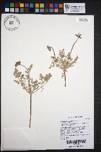 Cymopterus longipes image