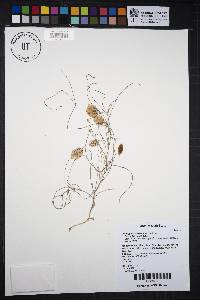 Astragalus ceramicus image