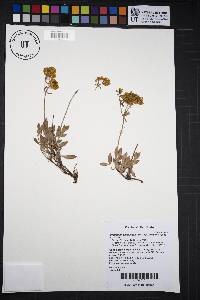 Eriogonum umbellatum var. aridum image