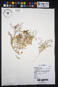 Astragalus geyeri image