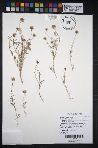 Erigeron filifolius image