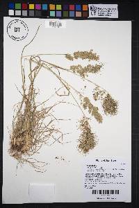 Poa bulbosa image