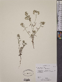 Cryptantha nevadensis image