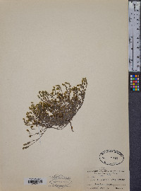 Johnstonella pusilla image