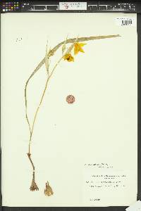 Calochortus amabilis image