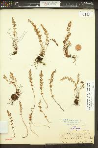 Woodsia oregana image