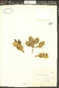 Abies lasiocarpa subsp. lasiocarpa image