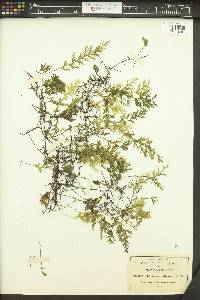 Trichomanes radicans image