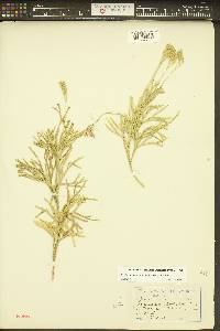 Diphasiastrum complanatum image