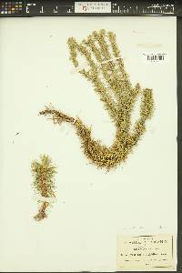 Huperzia taxifolia image