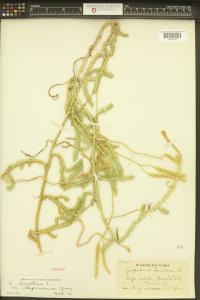 Lycopodium clavatum image