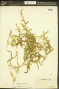 Lycopodium clavatum image
