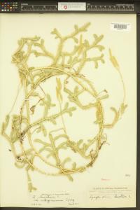 Lycopodium clavatum image