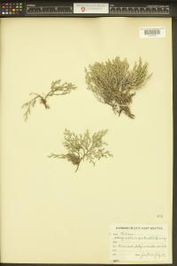 Selaginella rupestris image