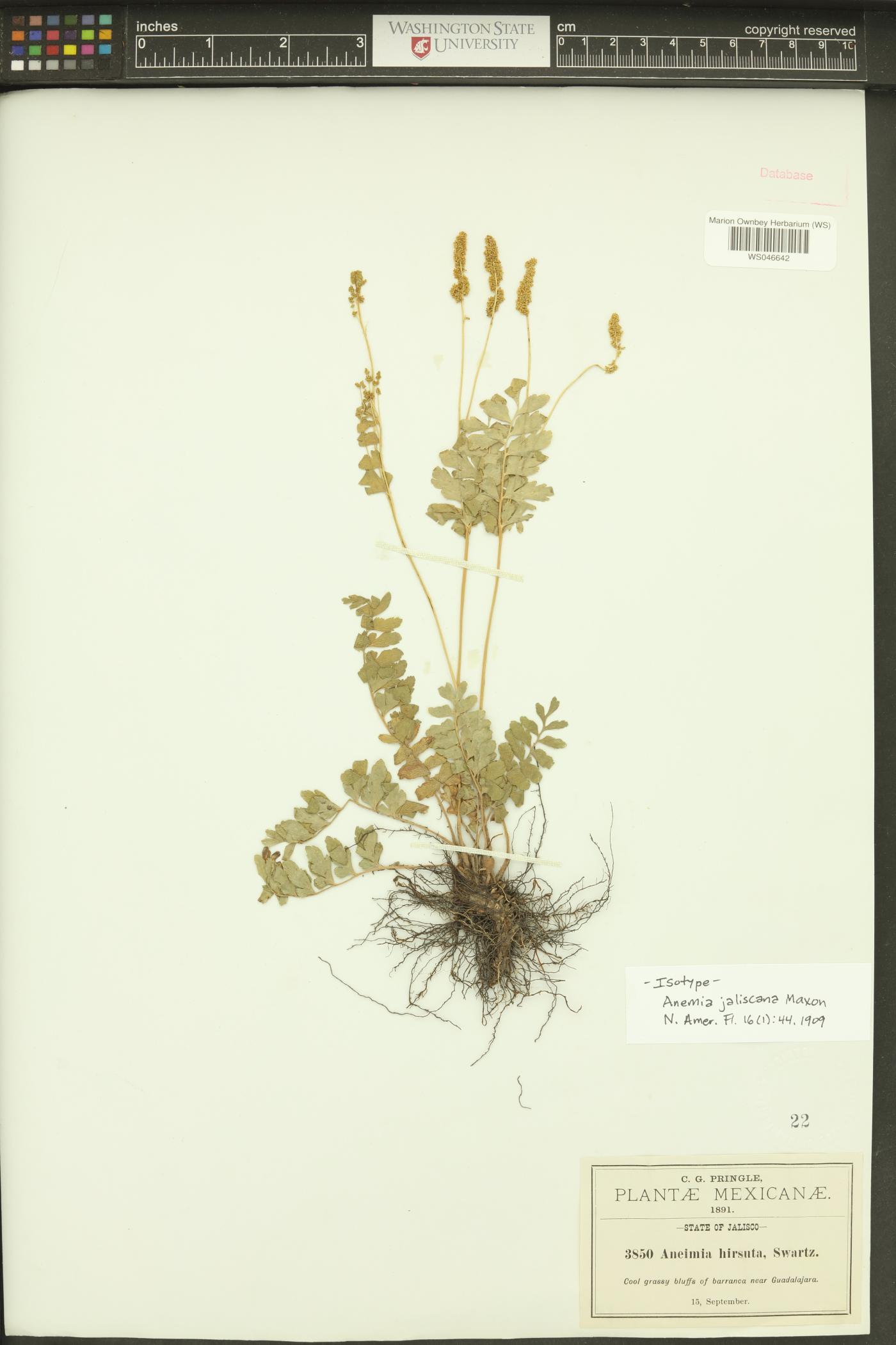 Anemia jaliscana image