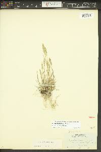 Agrostis densiflora image