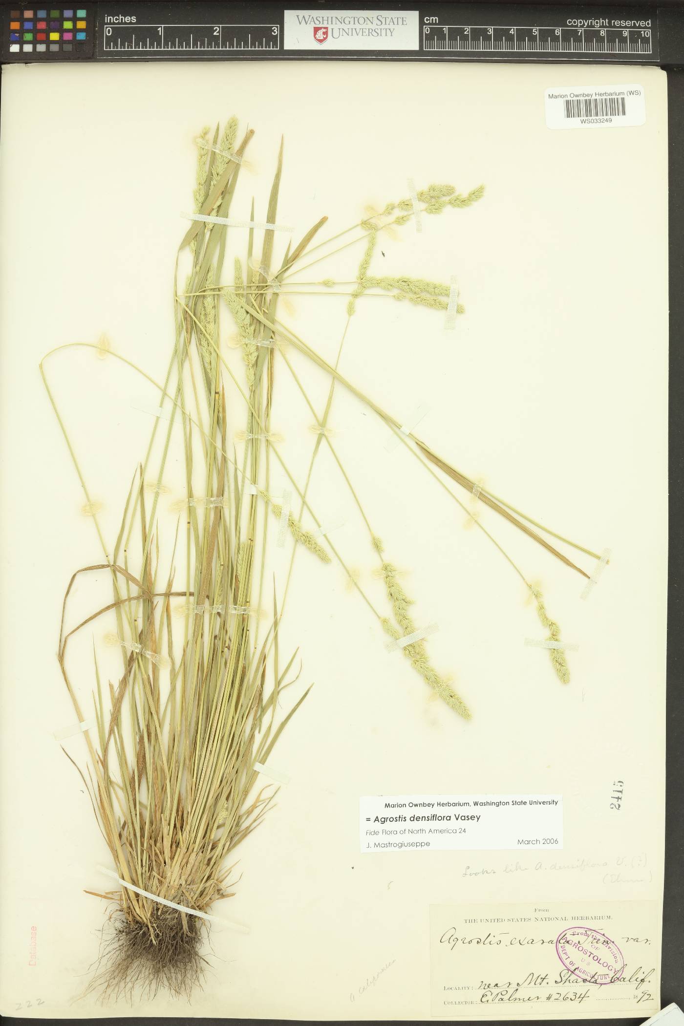 Agrostis densiflora image