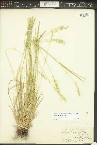 Agrostis densiflora image