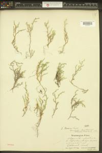 Selaginella wallacei image