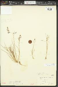 Poa paucispicula image