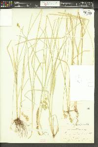 Carex adusta image