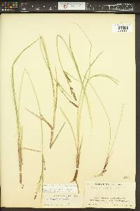 Carex aquatilis var. aquatilis image