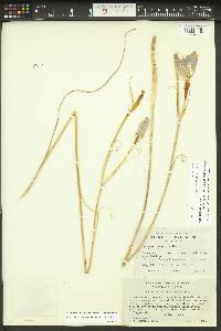 Calochortus macrocarpus image