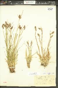 Luzula spicata image