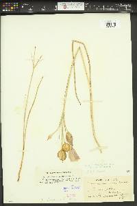 Calochortus nitidus image