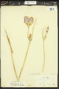 Calochortus nitidus image