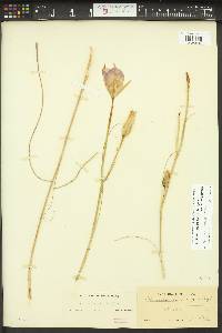 Calochortus macrocarpus image