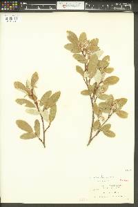 Salix vestita image