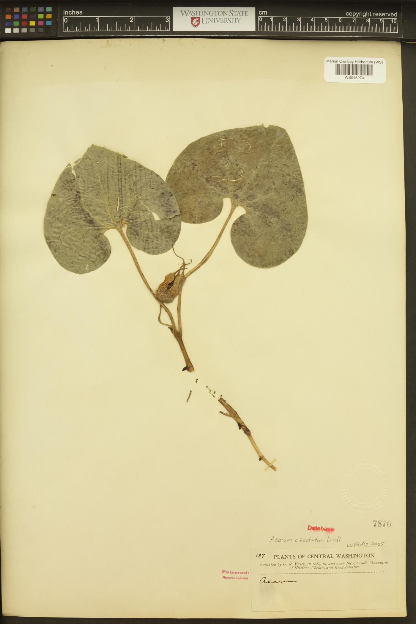 Asarum caudatum image