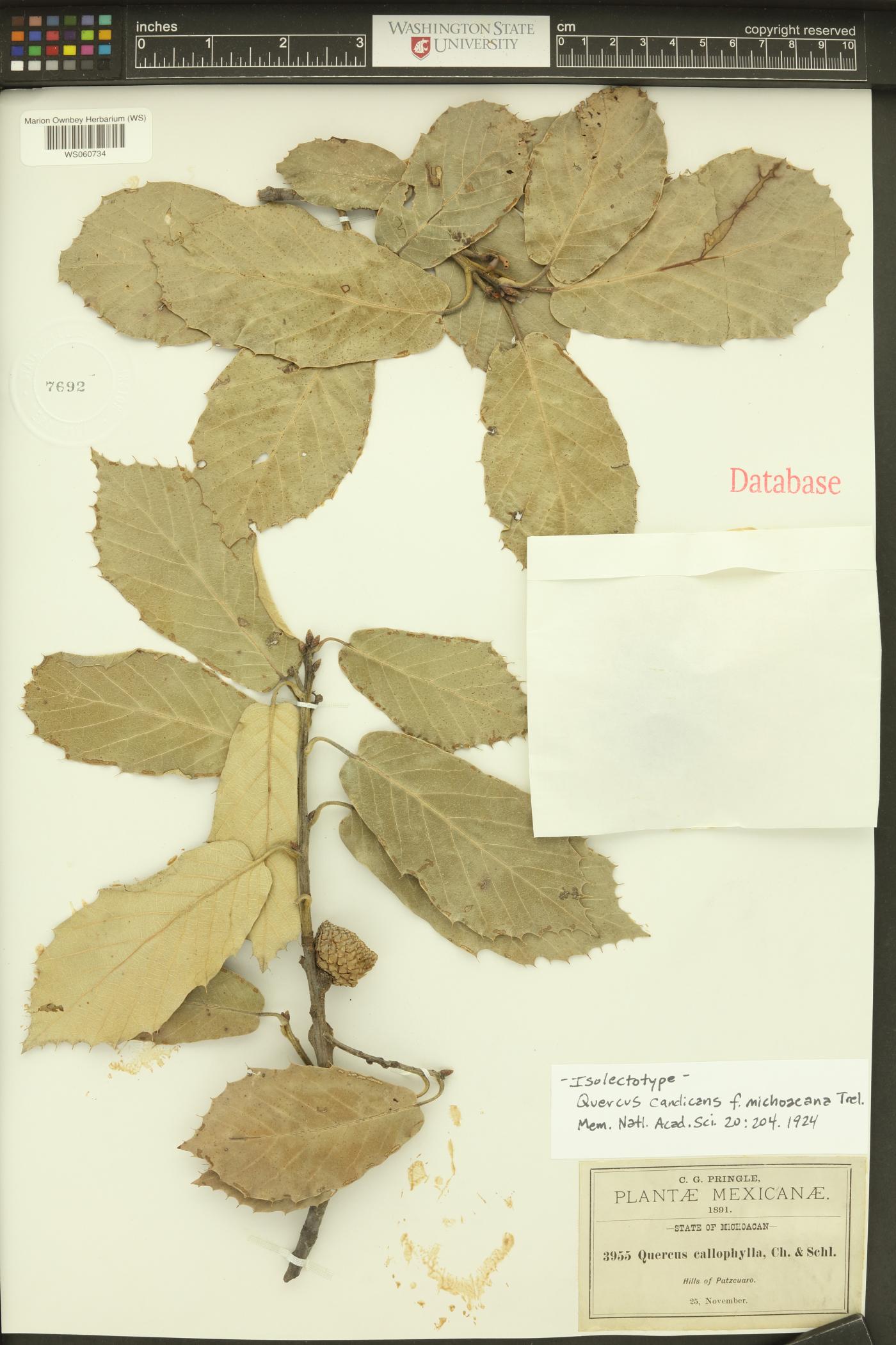 Quercus candicans image