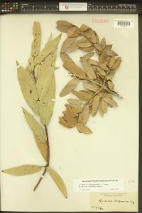 Quercus hypoleucoides image