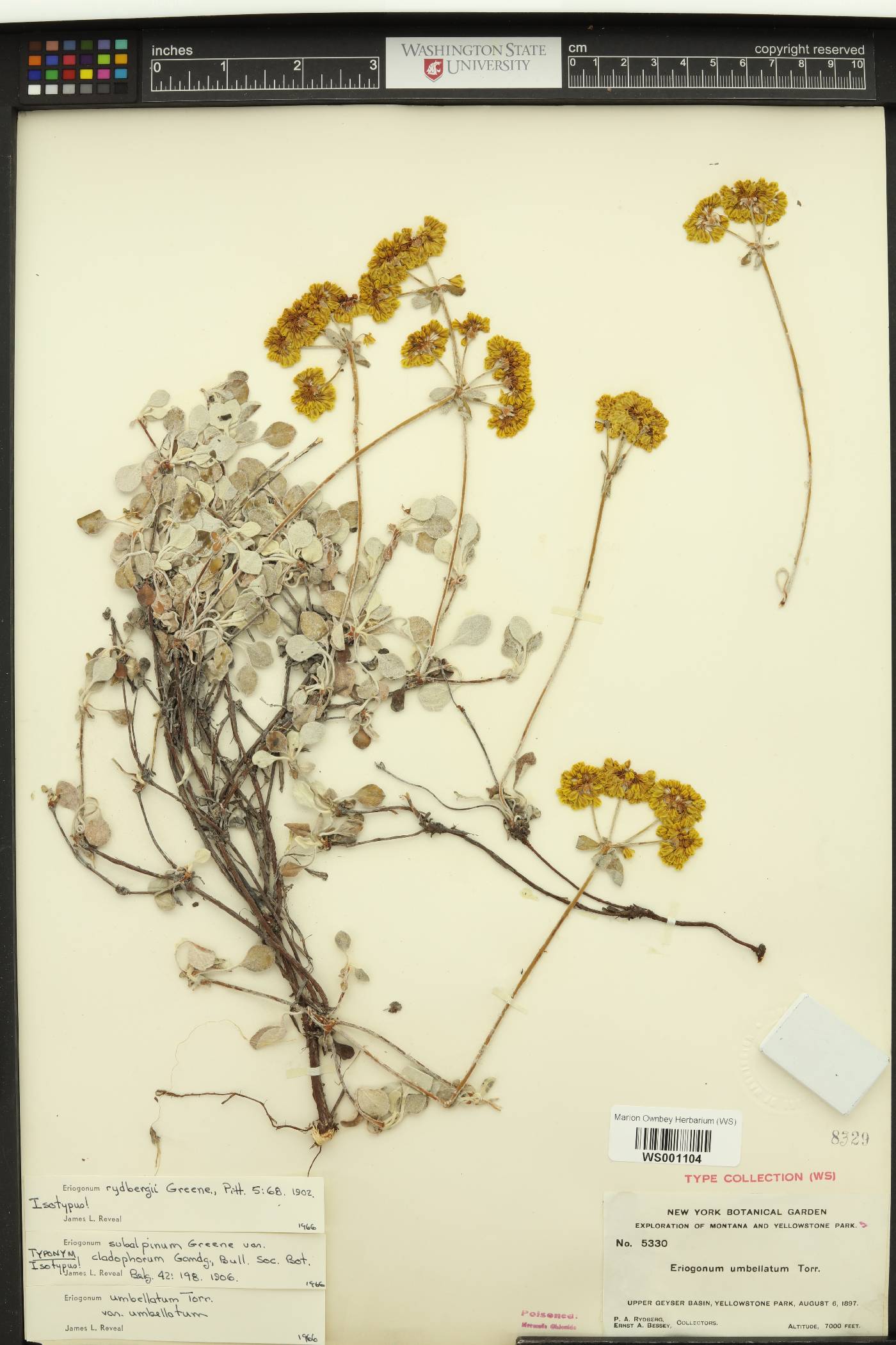 Eriogonum umbellatum var. cladophorum image