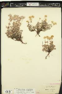 Eriogonum thymoides image